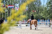 Tax Court Doesn’t Horse Around in New Hobby Loss Case